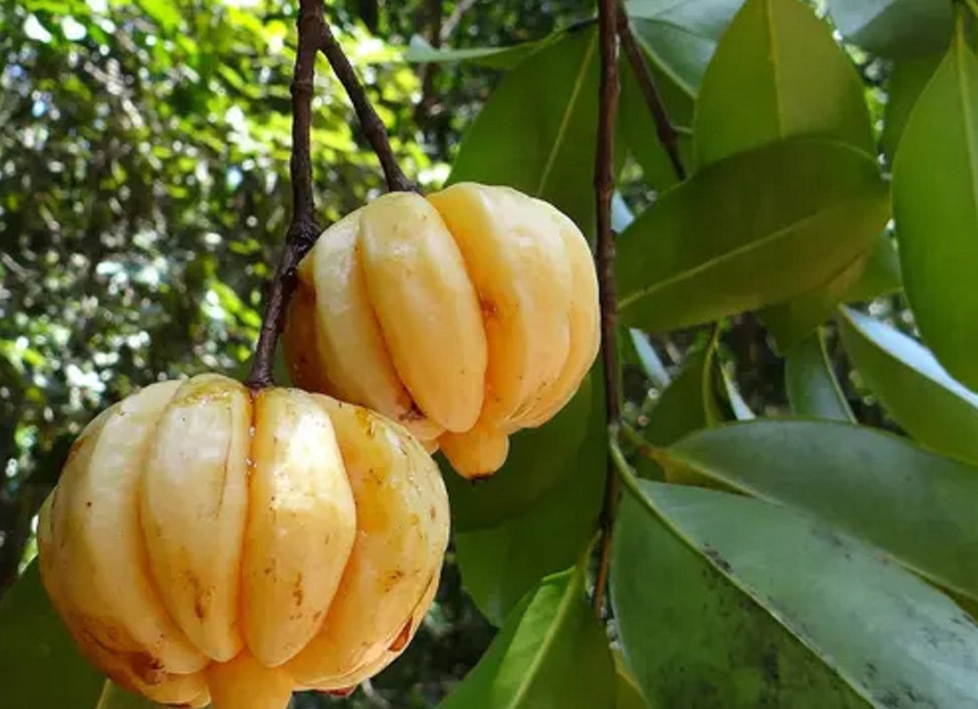 Garcinia Cambogia in Phytotreatment of Obesity Moonspells Beauty
