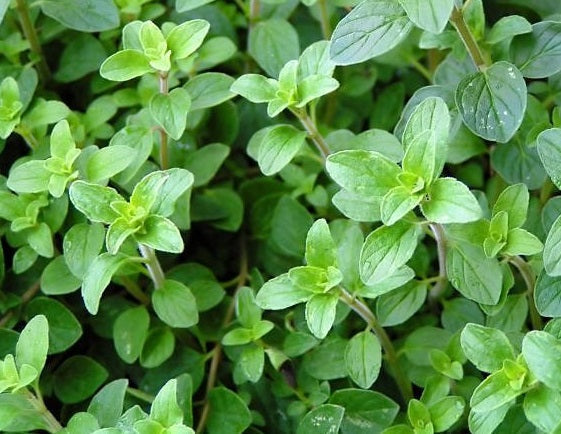 Unleashing the Power of Oregano Moonspells Beauty