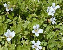 Bacopa - A Natural Ally for Memory and Cognitive Health