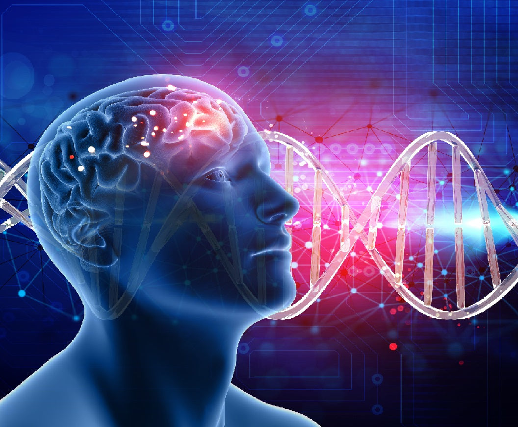 Growing 400+ Types of Brain Cells for Health and Longevity