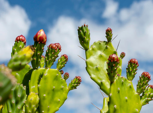 Transforming Skin Health and Beauty with Cactus Extract