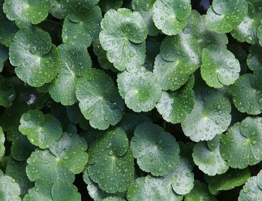 Enhancing Skin Quality and Beyond with Centella Asiatica