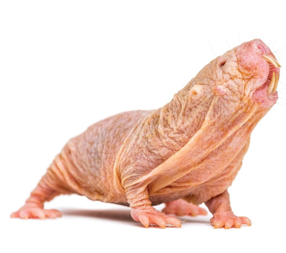 The Naked Mole-Rat's Marvel in Longevity and DNA Repair