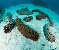 Sea Cucumbers Secret Weapon Against Cancer