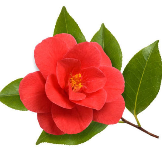 Jeju Camellia Japonica Flower Extract (RedSnow) Moonspells Beauty