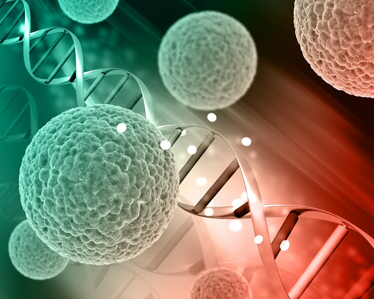 Mesenchymal Stem Cell Therapy for Complex Crohn’s Perianal Fistulas