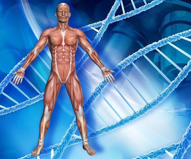 Unveiling the Marvel of Muscle Regeneration