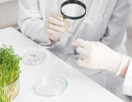 The Untapped Potential of Plant Stem Cells in Human Therapies