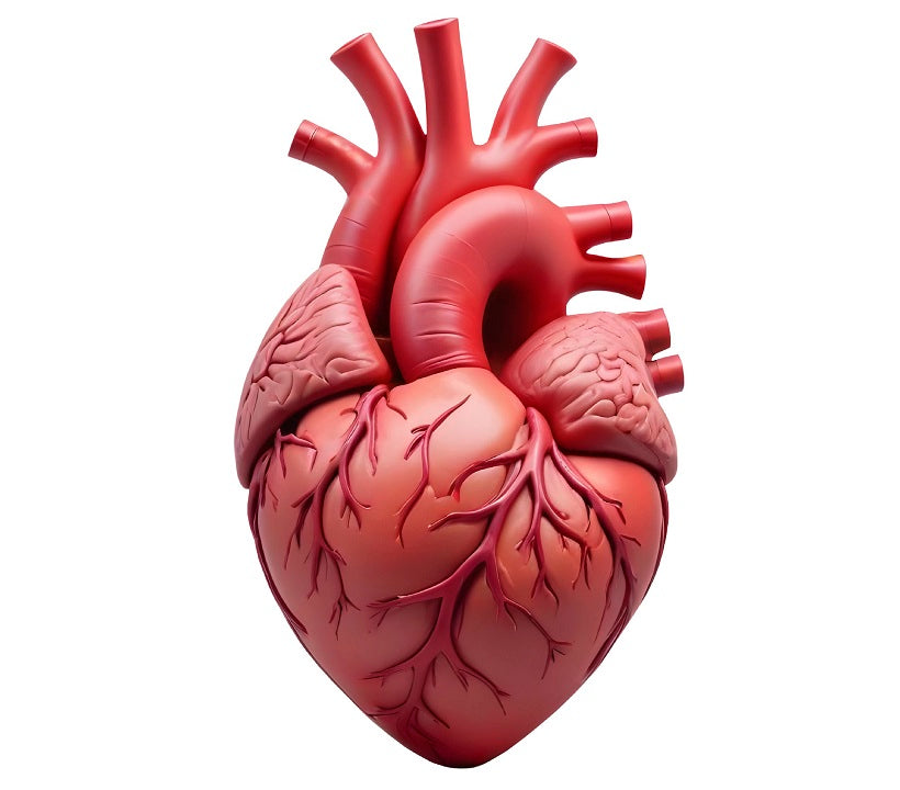 Stem Cell Heart Cells for Congenital Heart Disease
