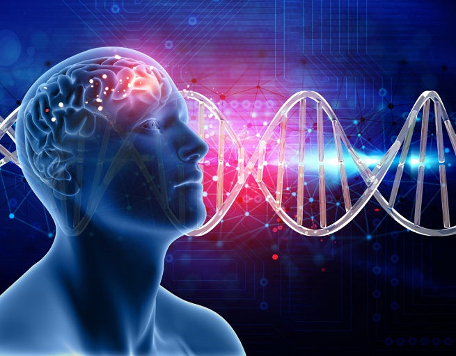 Activating Dormant Brain Stem Cells