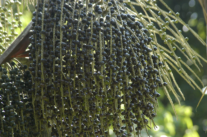 Acai Berry, The Purple Gold Moonspells Beauty