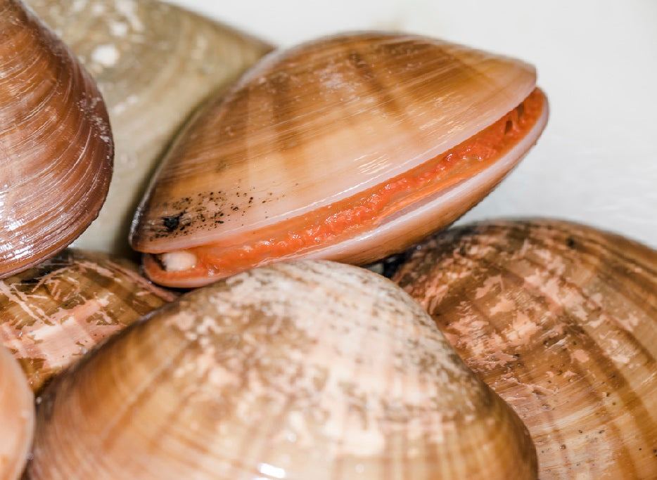 Clams An Unexpected Key to Unlocking Longevity