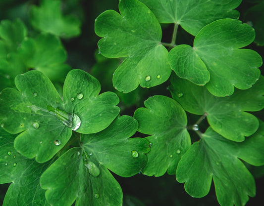 Centella Asiatica. The Herbal Cure-all Revealed Moonspells Beauty