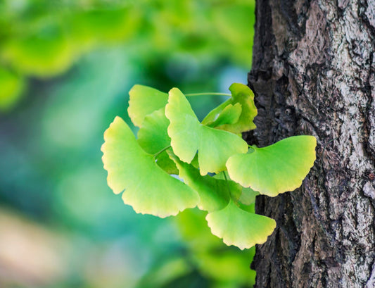 Exploring the Wonders of Ginkgo Biloba for Memory, Eye Health and More Moonspells Beauty