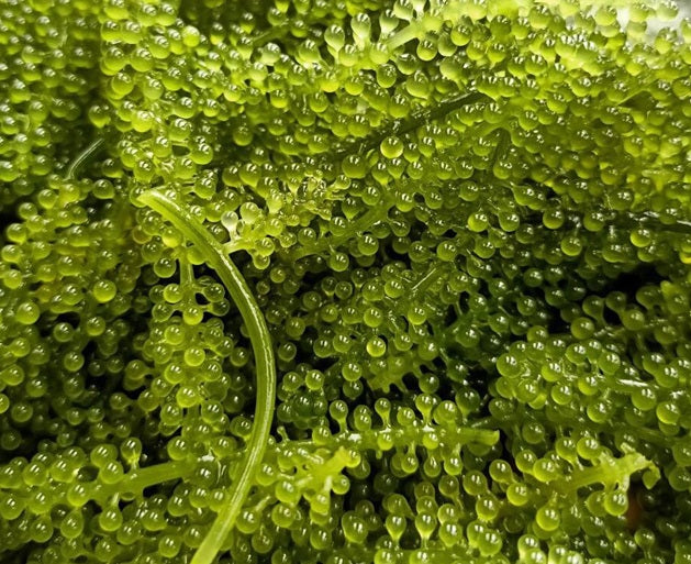 Potentials of Caulerpa Lentillifera