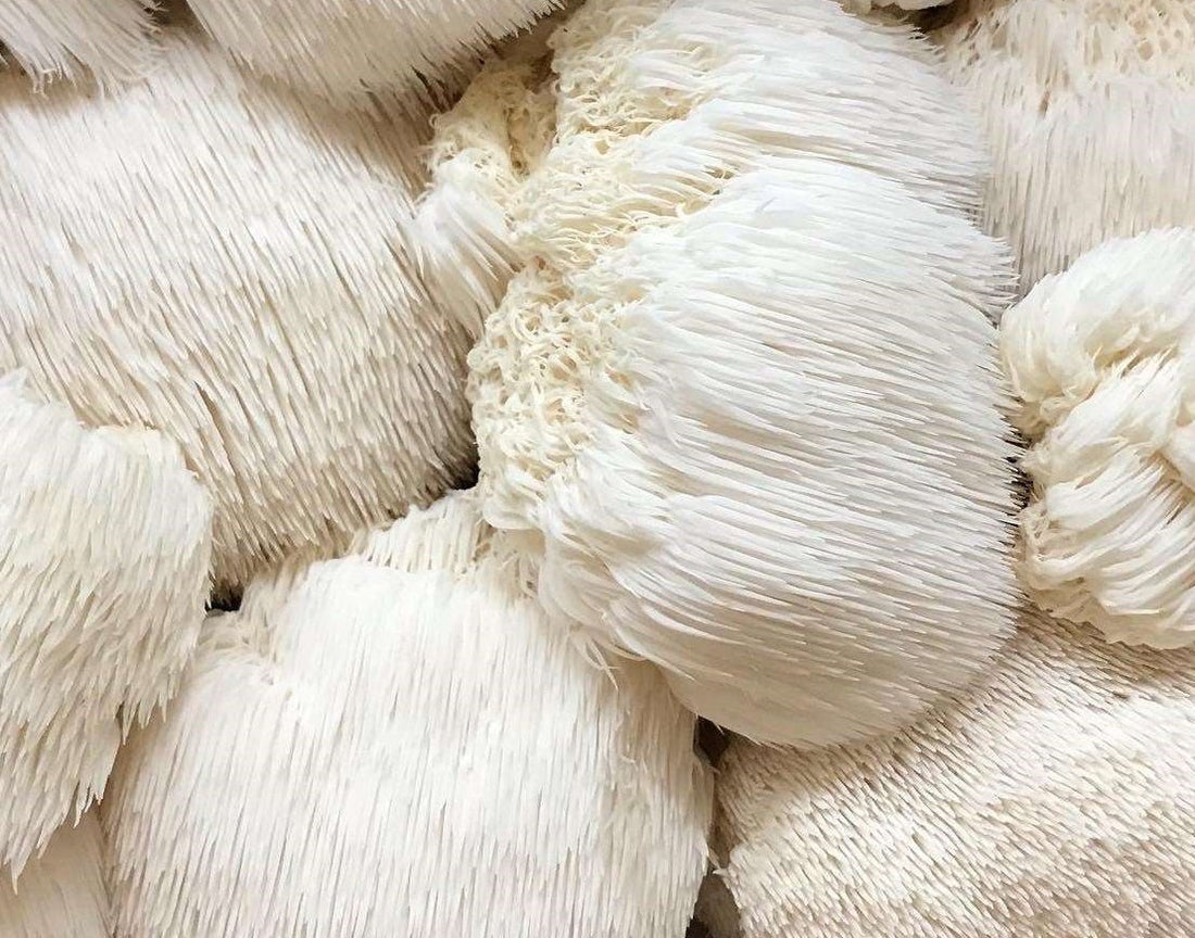 Lion's Mane Mushroom Benefits, Uses and Potential Side Effects Moonspells Beauty