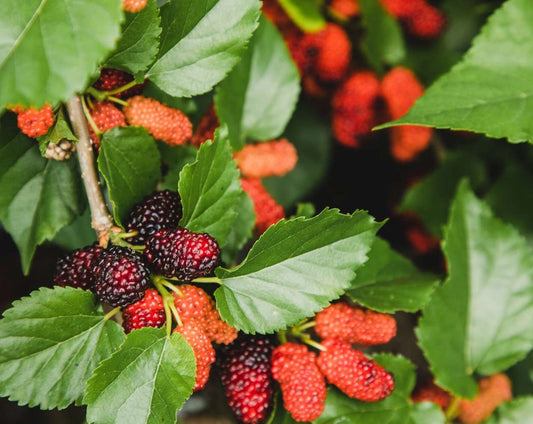 Mulberry - From Diabetes to Great Skin Moonspells Beauty