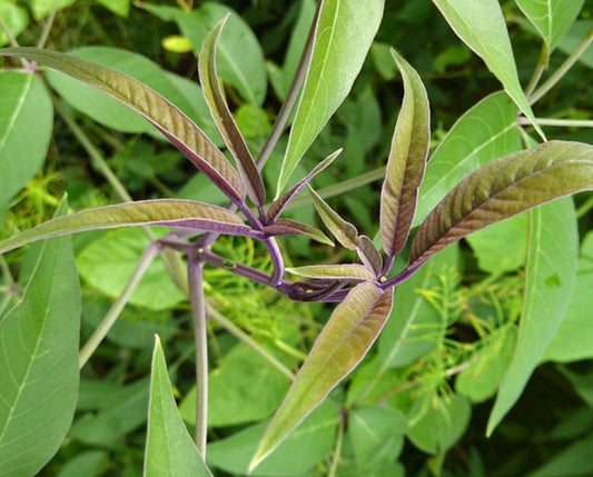 Nirgundi - A Natural Remedy for Various Health Conditions Moonspells Beauty