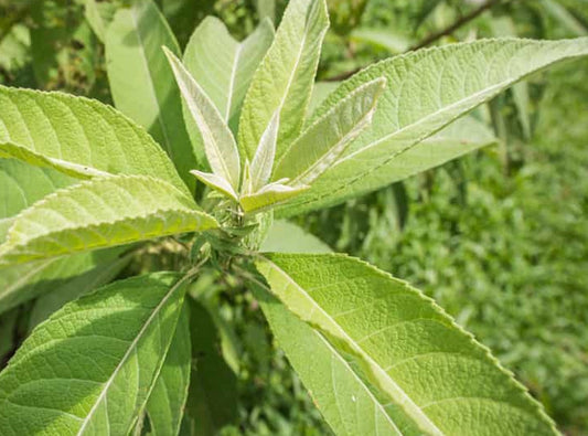 Powerful Health Benefits of Blumea balsamifera (Sembung) Moonspells Beauty