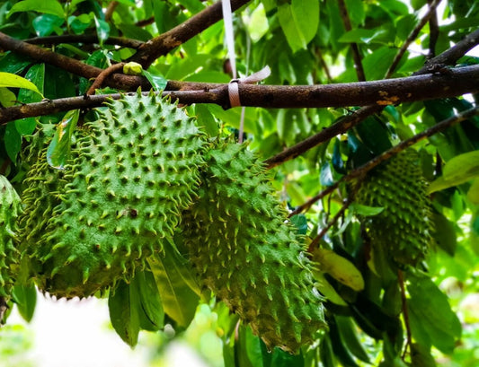 Soursop's Exceptional Properties and Promising Benefits Moonspells Beauty