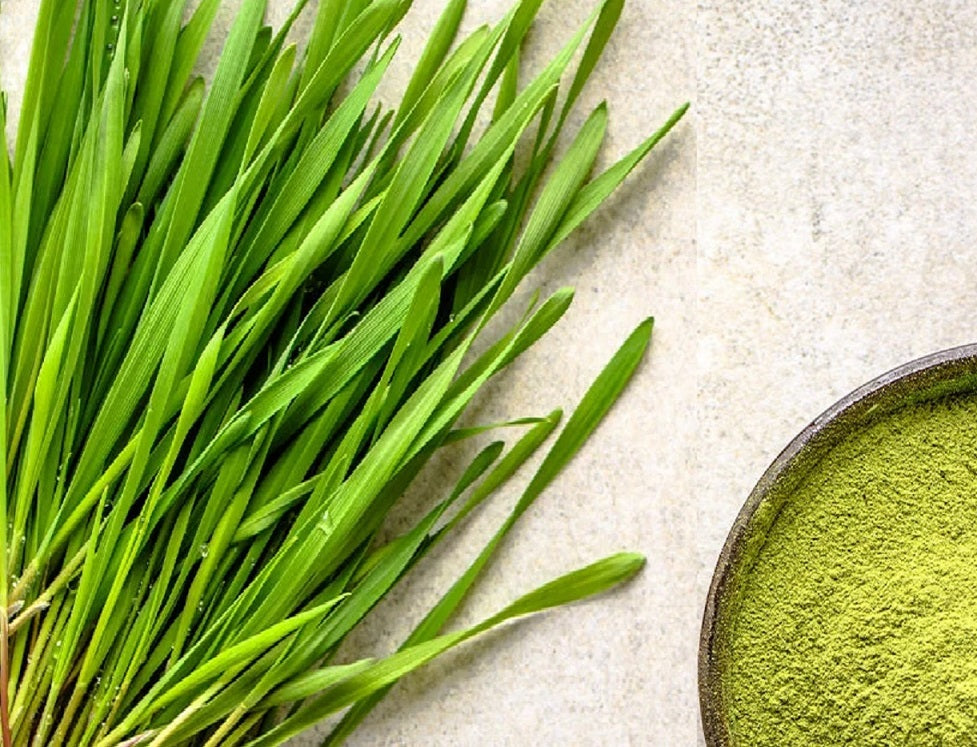 The Amazing Health Benefits of Barley Grass Moonspells Beauty