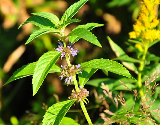 The Amazing Health Benefits of Mentha Arvensis and Mentha Piperita Moonspells Beauty