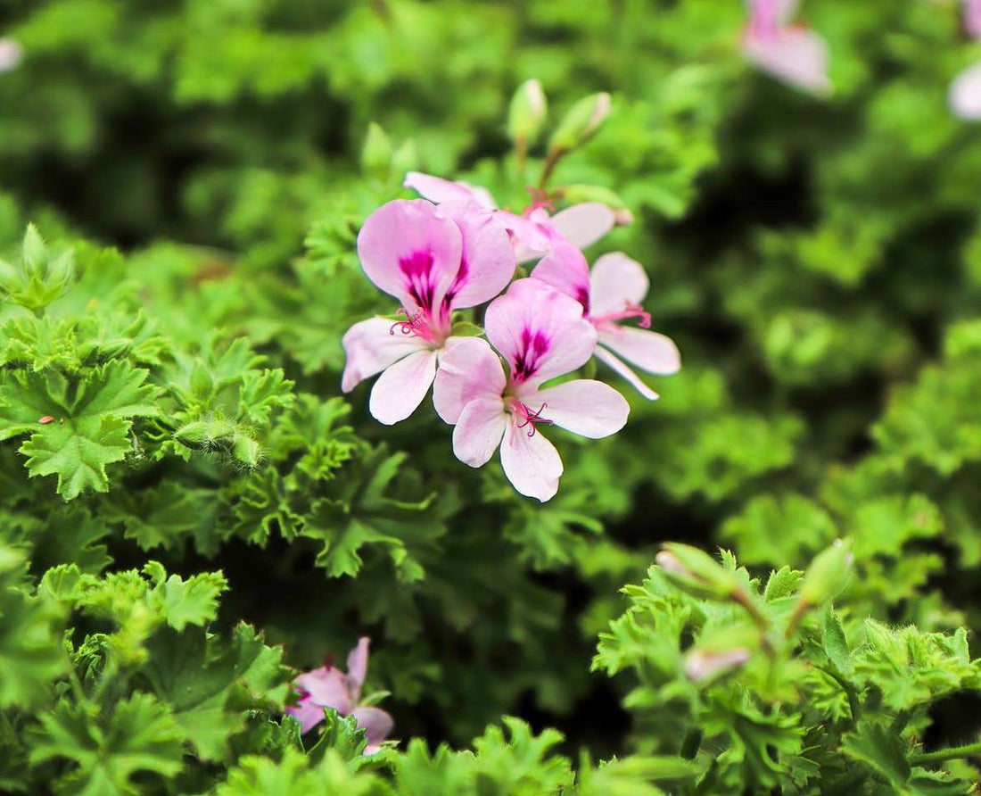 The Beauty and Health Benefits of Geranium Moonspells Beauty