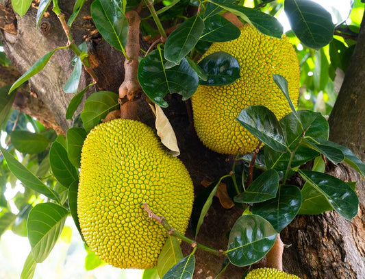 The Incredible Health Benefits of Jackfruit Moonspells Beauty