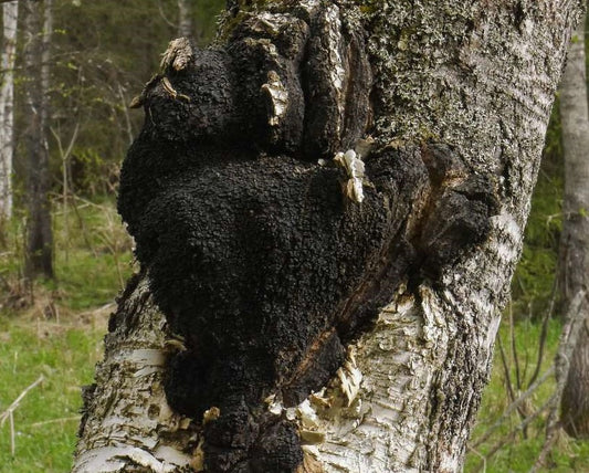 The Incredible Uses and Benefits of Chaga Mushroom Moonspells Beauty