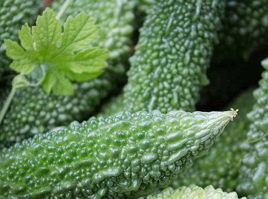 The Marvels and Beauty Secrets of Bitter Gourd Moonspells Beauty