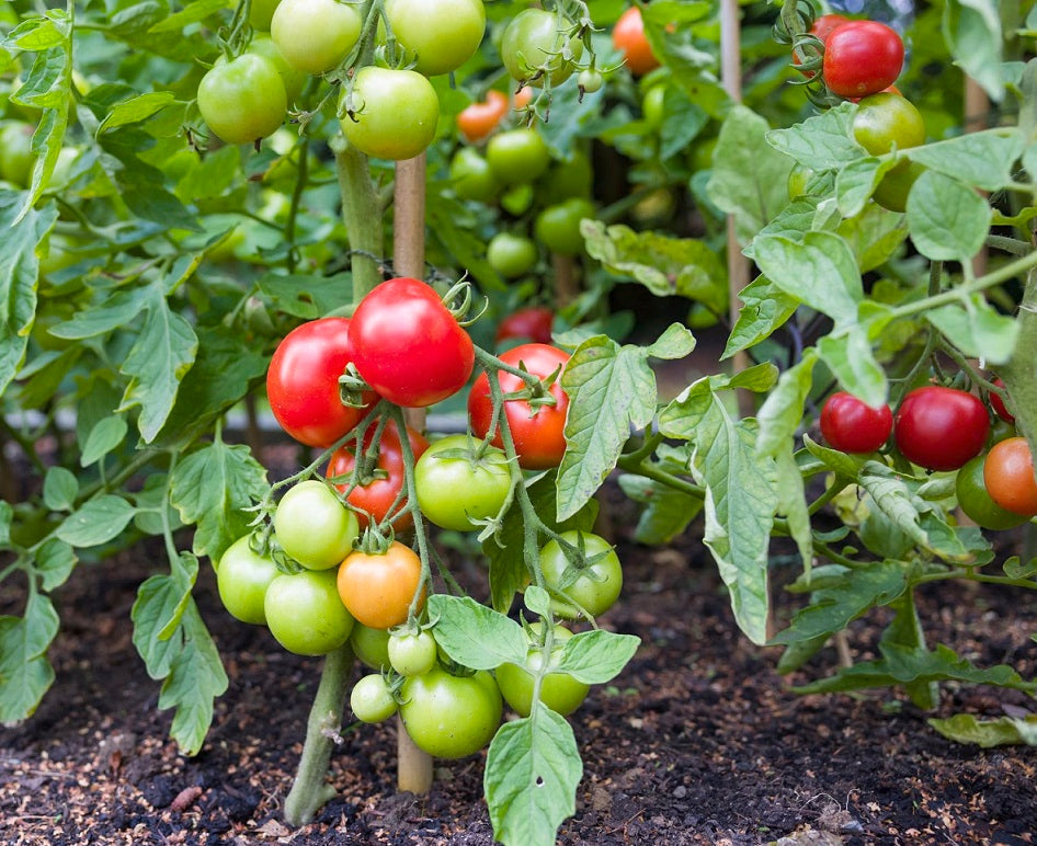 The Power of Tomatoes Moonspells Beauty