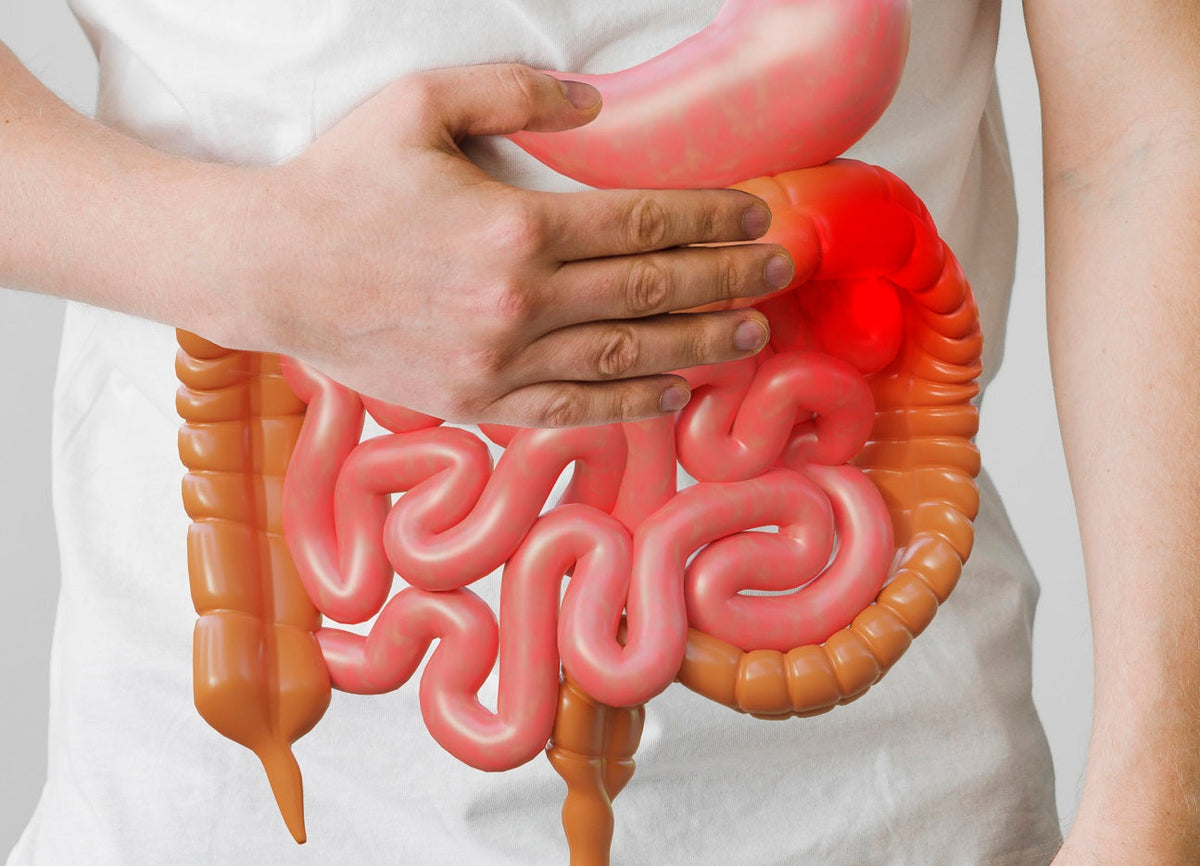 The Surprising Link Between Common Stomach Bacteria and Alzheimer's Disease Moonspells Beauty