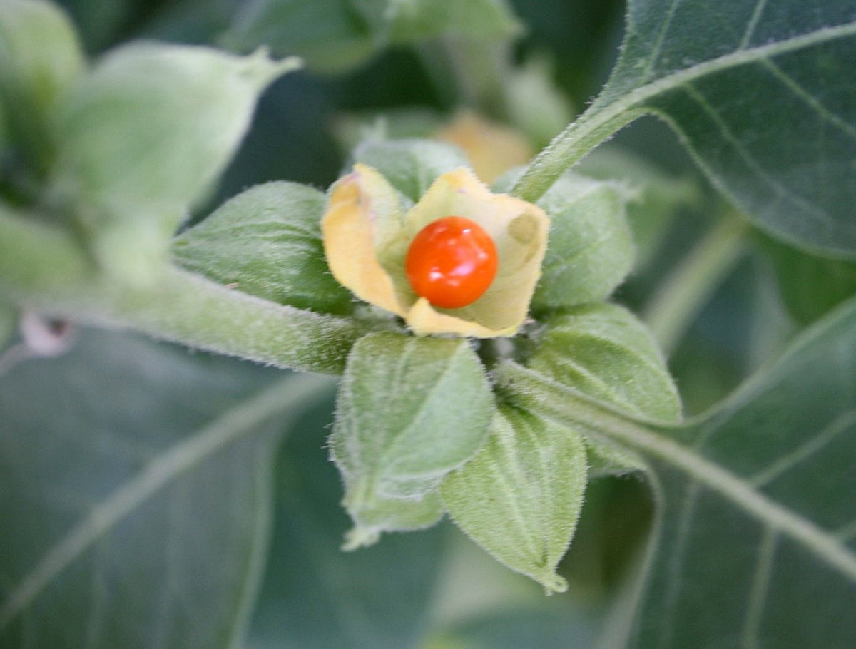 The Truth Behind Ashwagandha's Benefits Moonspells Beauty
