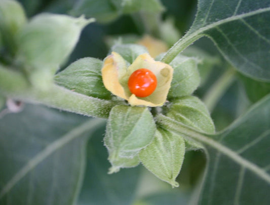 The Truth Behind Ashwagandha's Benefits Moonspells Beauty