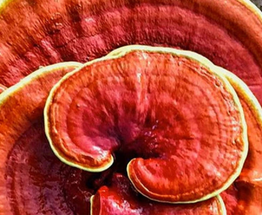 The Wonders of Reishi Mushrooms Moonspells Beauty