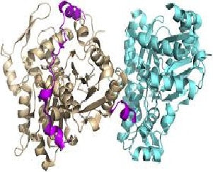 Thymosin Alpha1 Immune Reset
