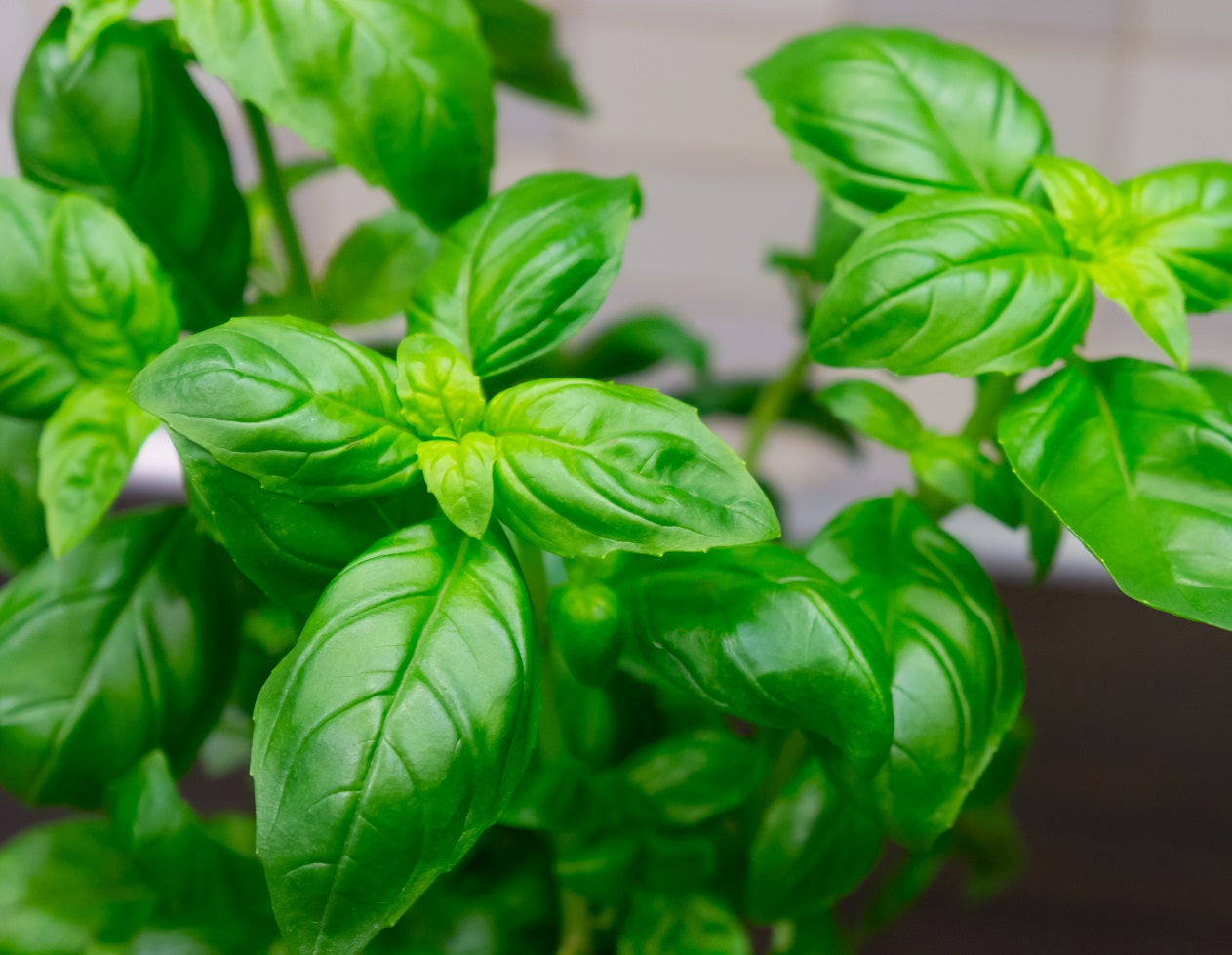 Tulsi - Ocimum sanctum. A Herb for All Reasons – Moonspells Beauty