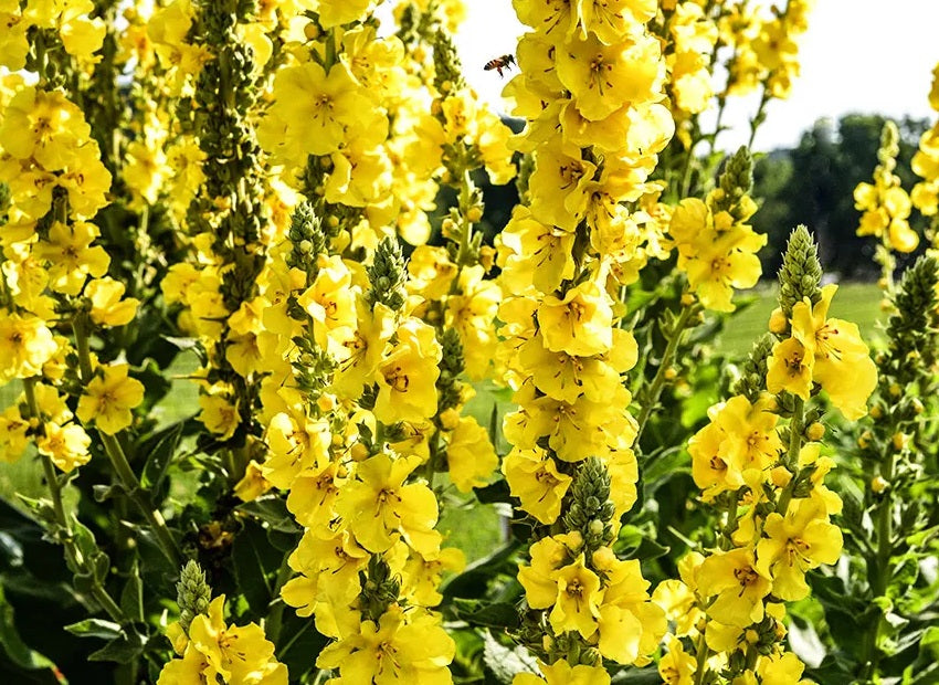 Unlocking the Health Benefits of Mullein Leaf Moonspells Beauty