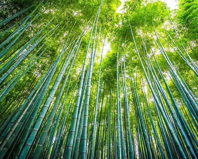 Unlocking the Health and Anti-Aging Boosting Potential of Bamboo Moonspells Beauty