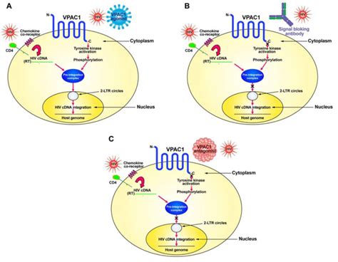 VIP Reset - Support Regeneration Immunity Respiration Sleep Healthy Aging