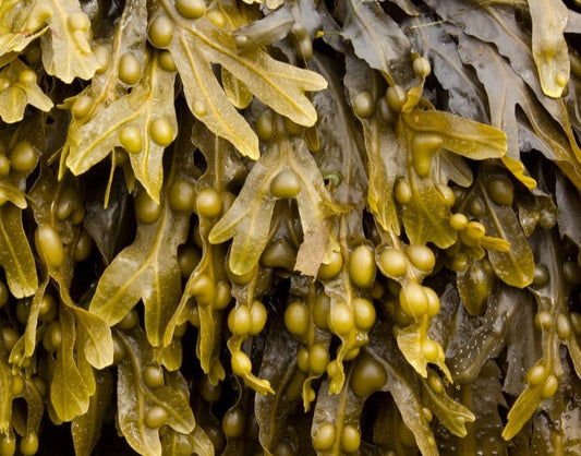 What You Should Know about Bladderwrack Moonspells Beauty