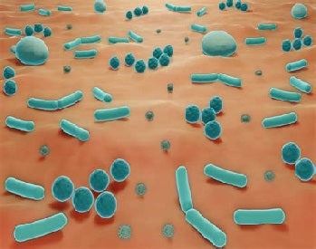 Facial Flora (Probiotics) for Healthier Skin