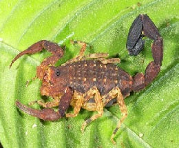 The Therapeutic Potential of Scorpion Venom in Cancer Treatment