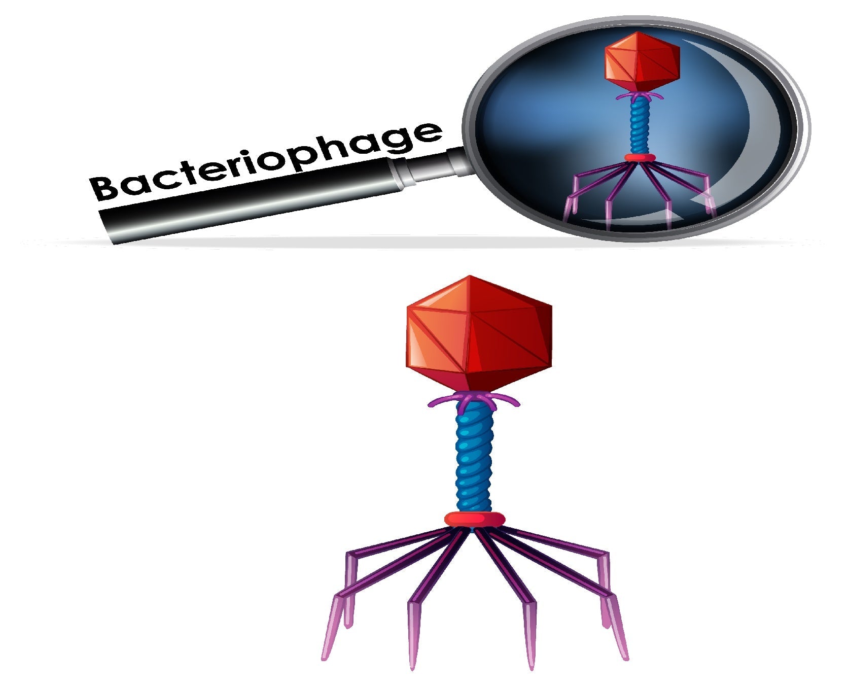The Future of Synthetic Viruses in Combating Superbugs
