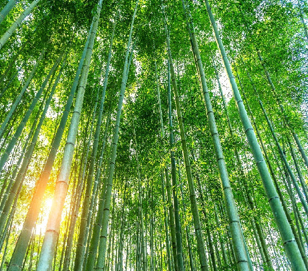 Bamboo A Superfood with Incredible Health Benefits