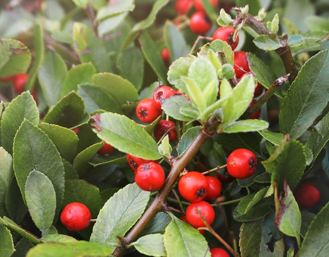 Unveiling the Power of Berberine