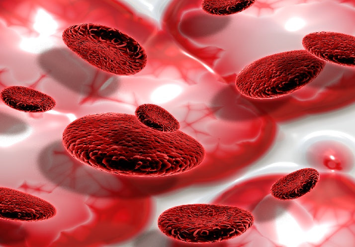 The Role of Immune Regulation in Blood Health