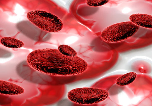 The Role of Immune Regulation in Blood Health