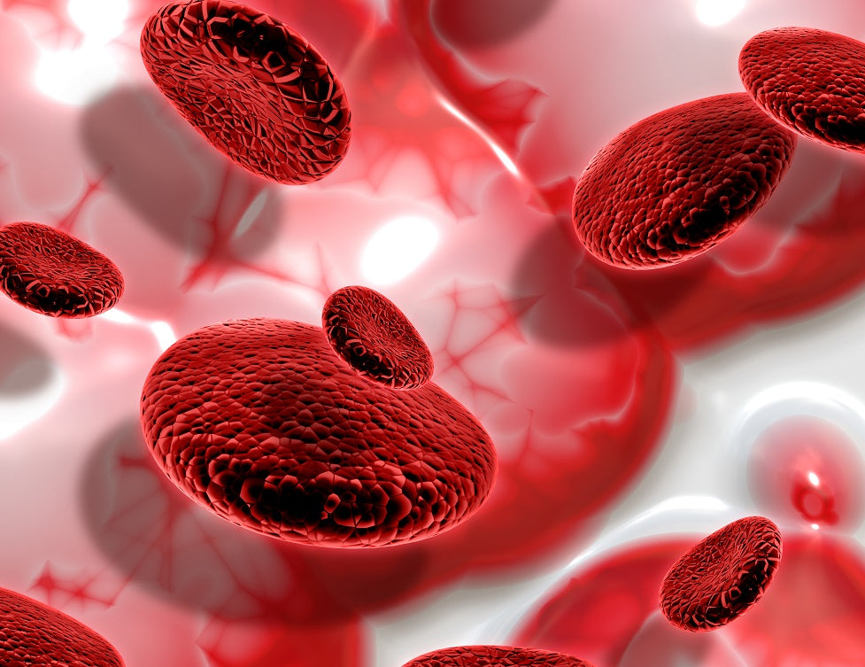 Blood Clues To Longevity