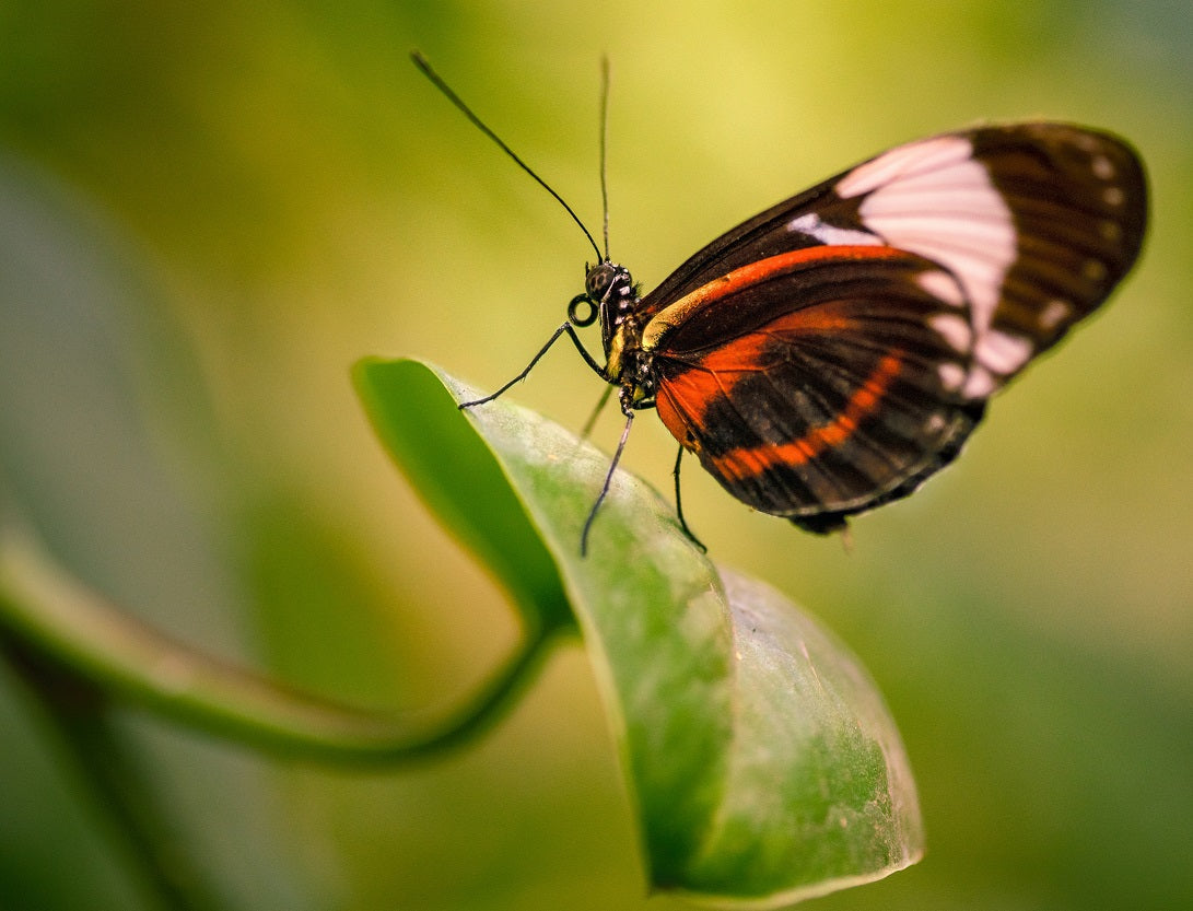 Heliconius Butterfly's Timeless Wings